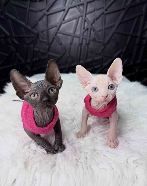Koťata sphynxe: Milující a hravá - foto 4