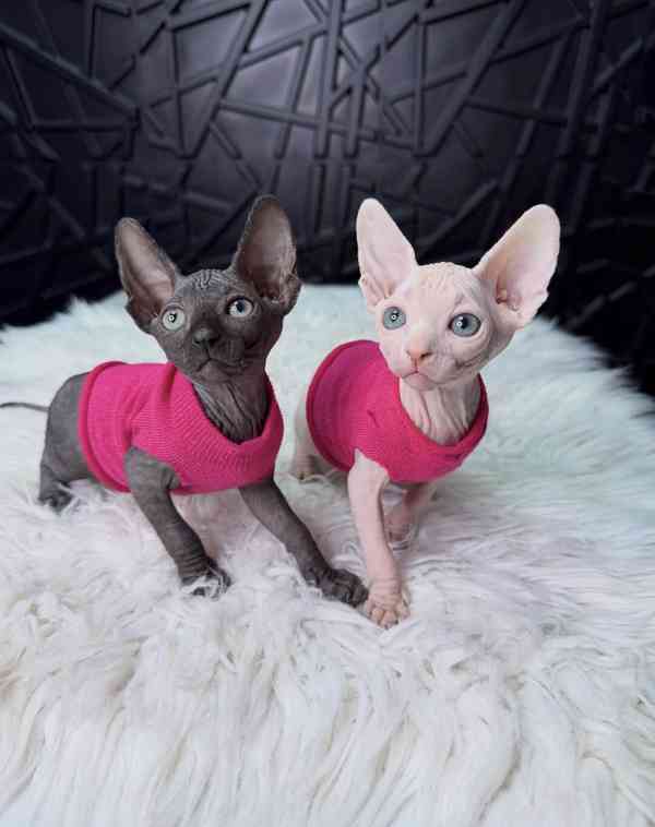 Koťata sphynxe: Milující a hravá - foto 2