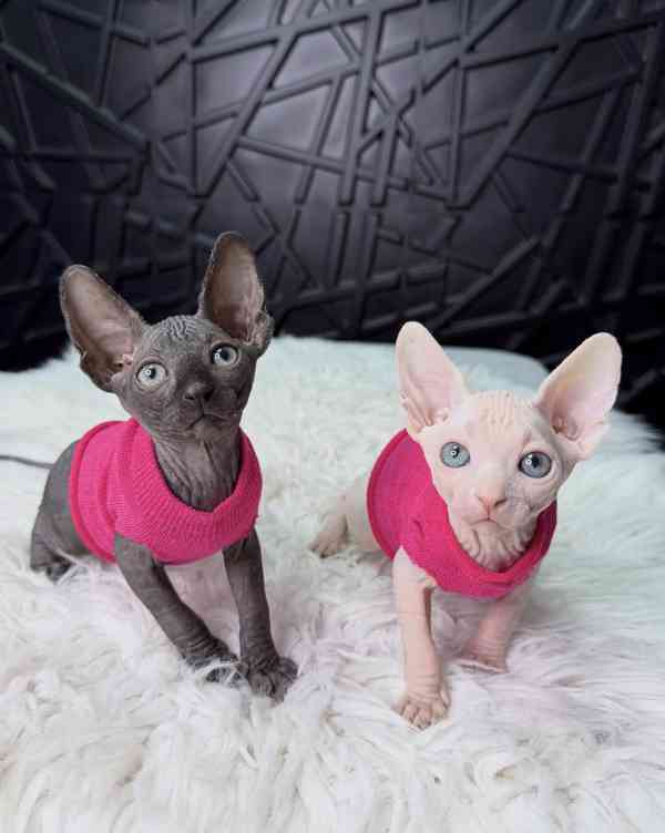 Koťata sphynxe: Milující a hravá - foto 3