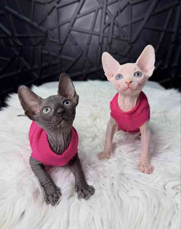 Koťata sphynxe: Milující a hravá - foto 5