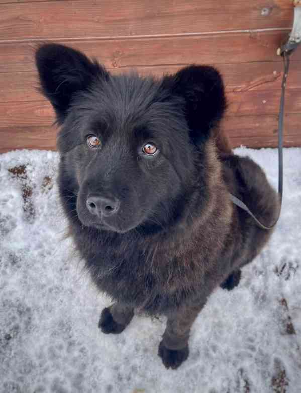 SHEILA - fenečka 3 roky  - foto 4