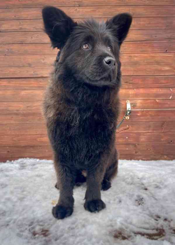 SHEILA - fenečka 3 roky  - foto 3