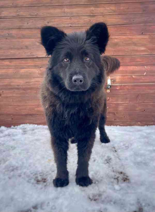 SHEILA - fenečka 3 roky  - foto 2