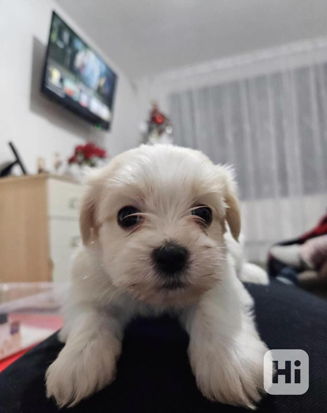 Bišonek havanský! - foto 1