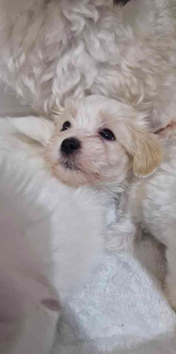 Bišonek havanský! - foto 2