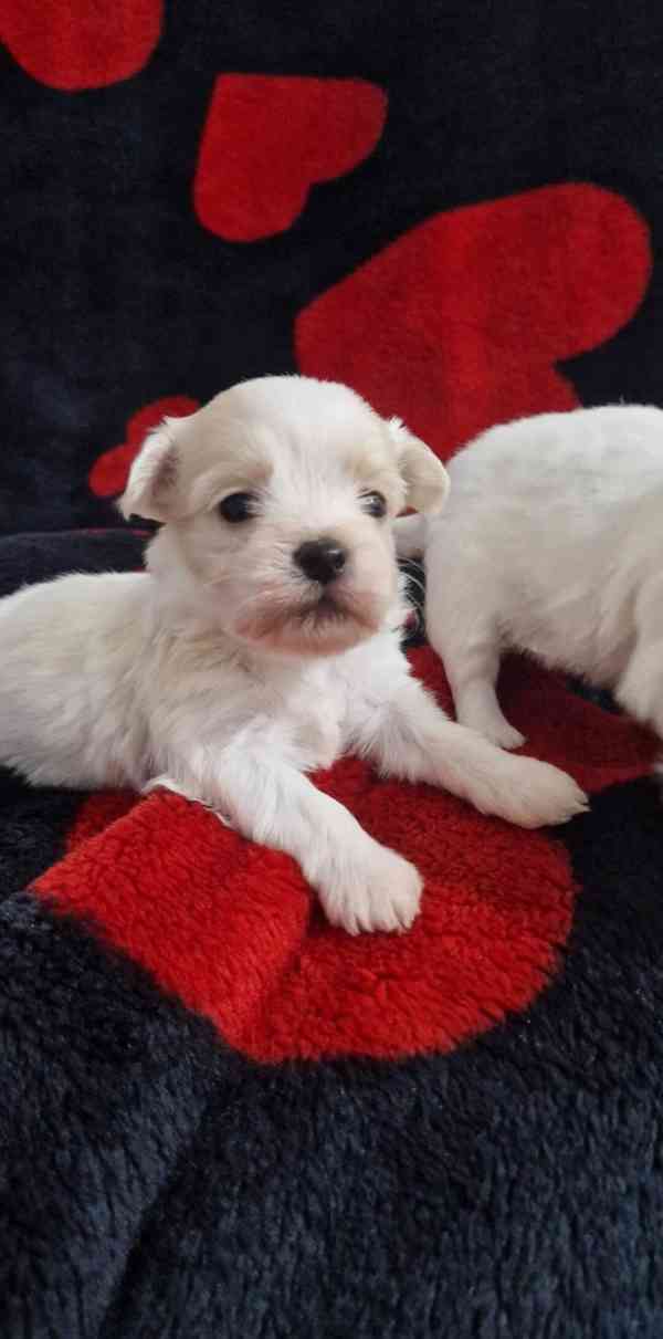 Bišonek havanský! - foto 3