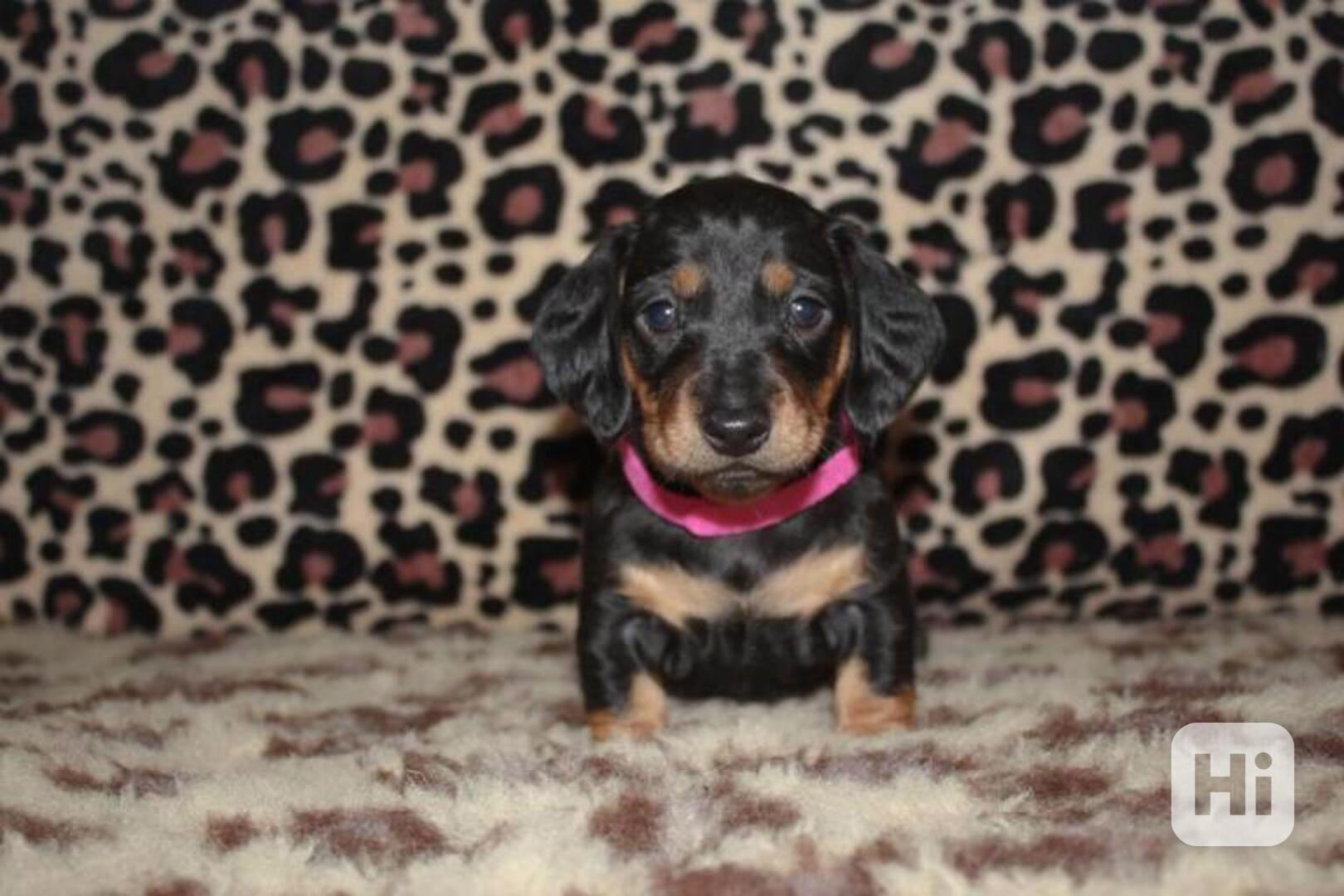 Štěňata jezevčíka. Napište mi na - foto 1