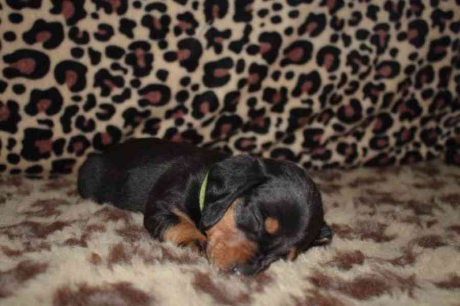 Štěňata jezevčíka. Napište mi na - foto 2