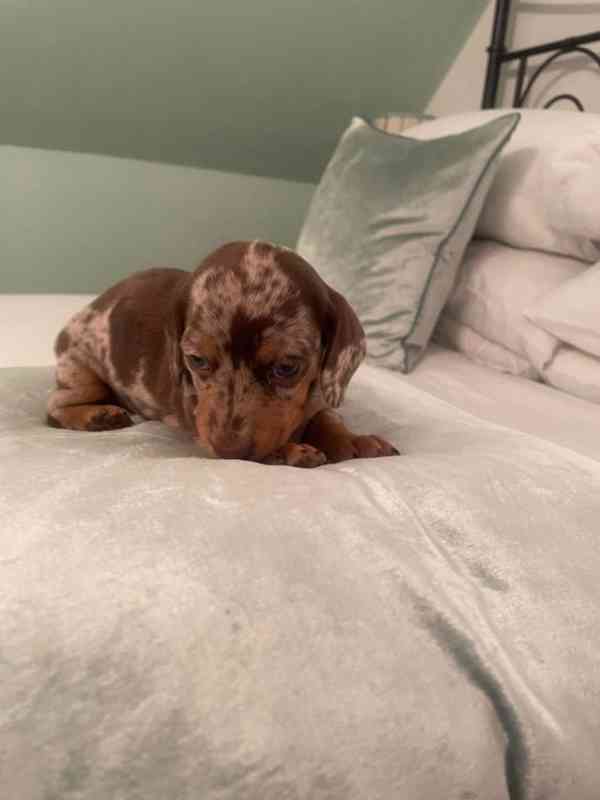 Štěňata jezevčíka. Napište mi na - foto 3