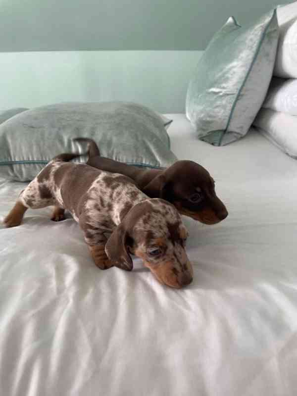 Štěňata jezevčíka. Napište mi na - foto 4