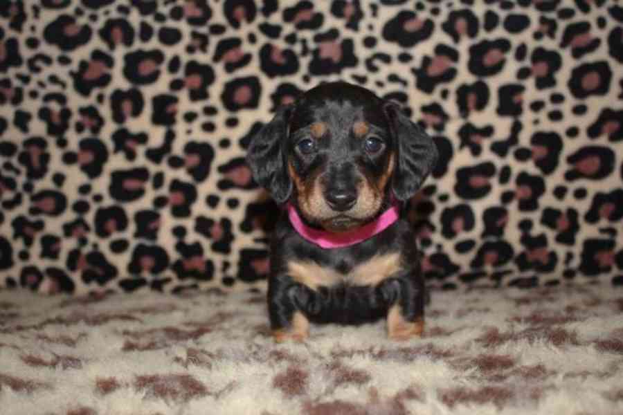 Štěňata jezevčíka. Napište mi na