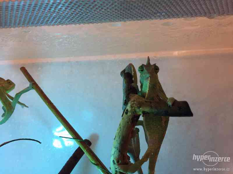 Chameleon Jemenský mláďata - Rozvoz po celé Čr - foto 3