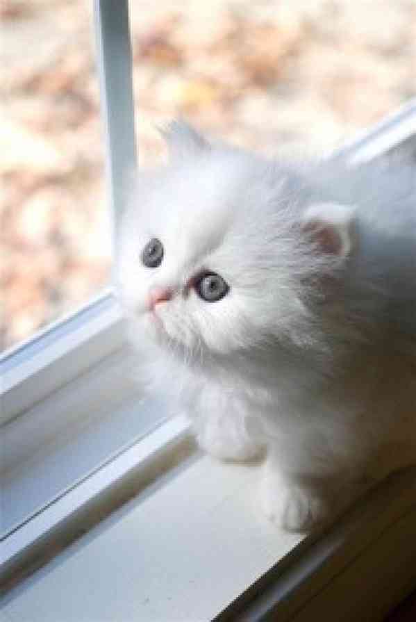 Prodám roztomilá perská koťátka a samice Ahoj milovníci mazl
