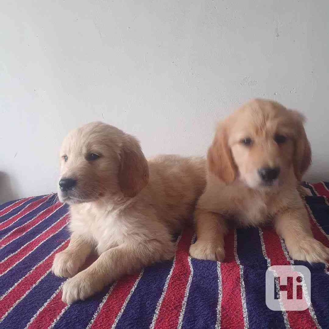 Zlatý retrívr - foto 1