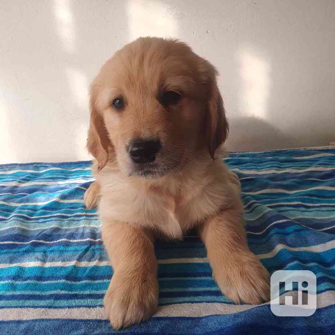 Zlatý retrívr - foto 1