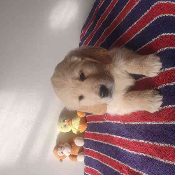 Zlatý retrívr - foto 2