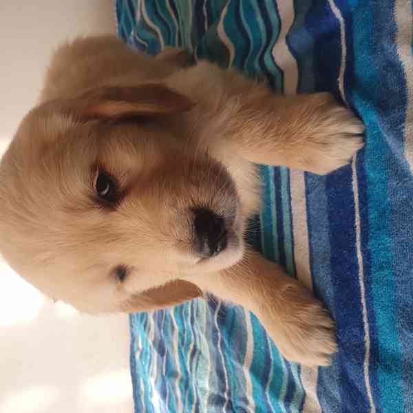 Zlatý retrívr - foto 2