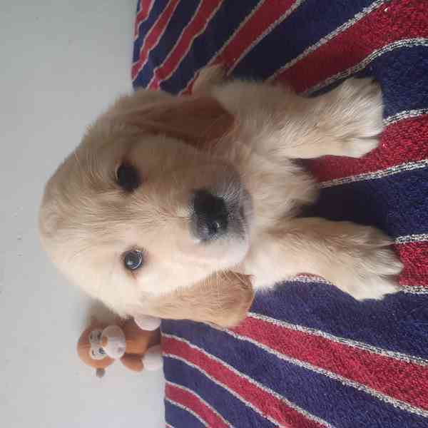 Zlatý retrívr - foto 3