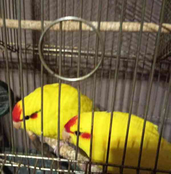 Kakaraky červeno lící - foto 2