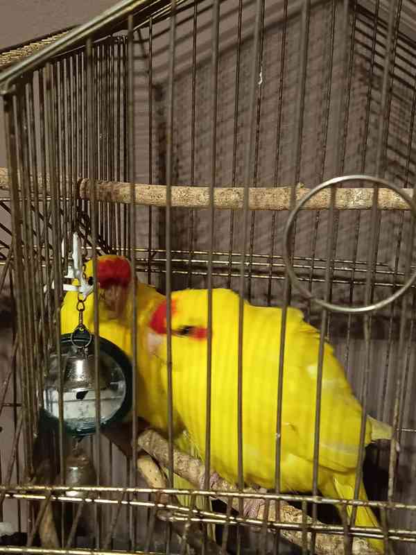 Kakaraky červeno lící - foto 3