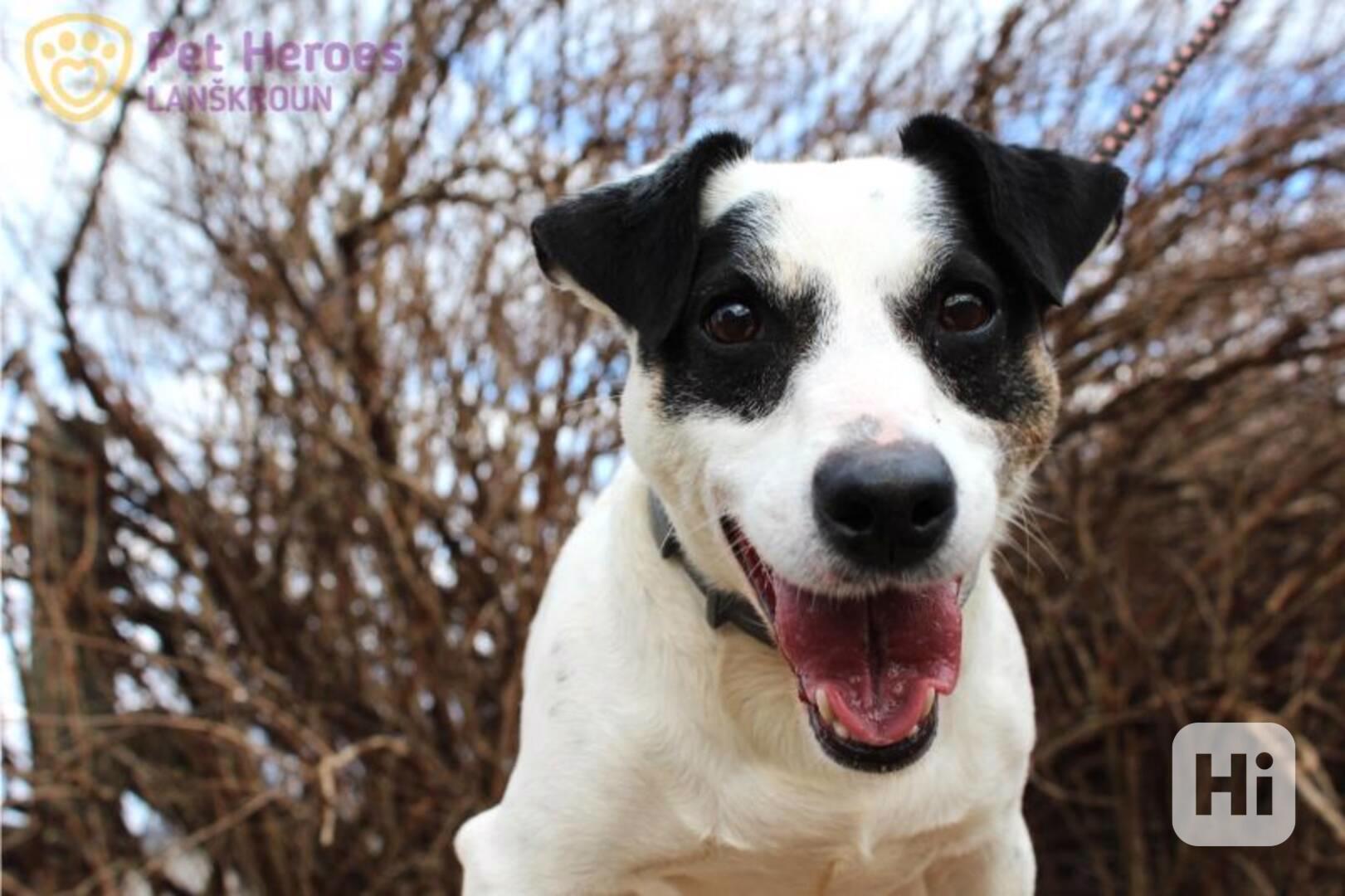 Chandler ❤ malý jack russell paličák ❤ - foto 1