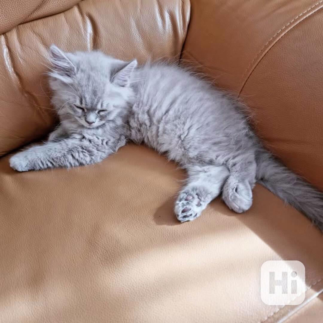 Koťátko Mainské mývalí k adopci! - foto 1