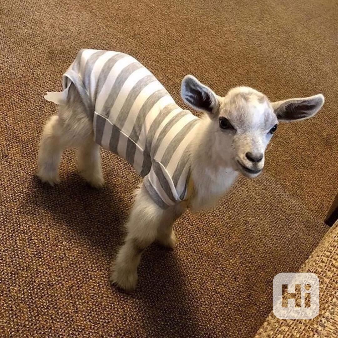 Skvělé kozy na prodej!  - foto 1