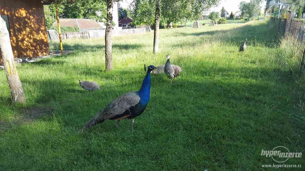 Prodám chov pávů korunkatých - foto 2