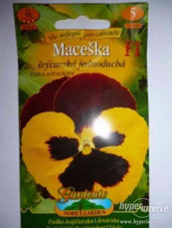 Maceška- Švýcarská jednoduchá /www.levna-semena.cz - foto 1