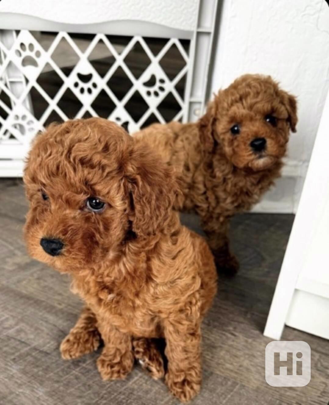 Štěňata toy pudla, samec a samice - foto 1