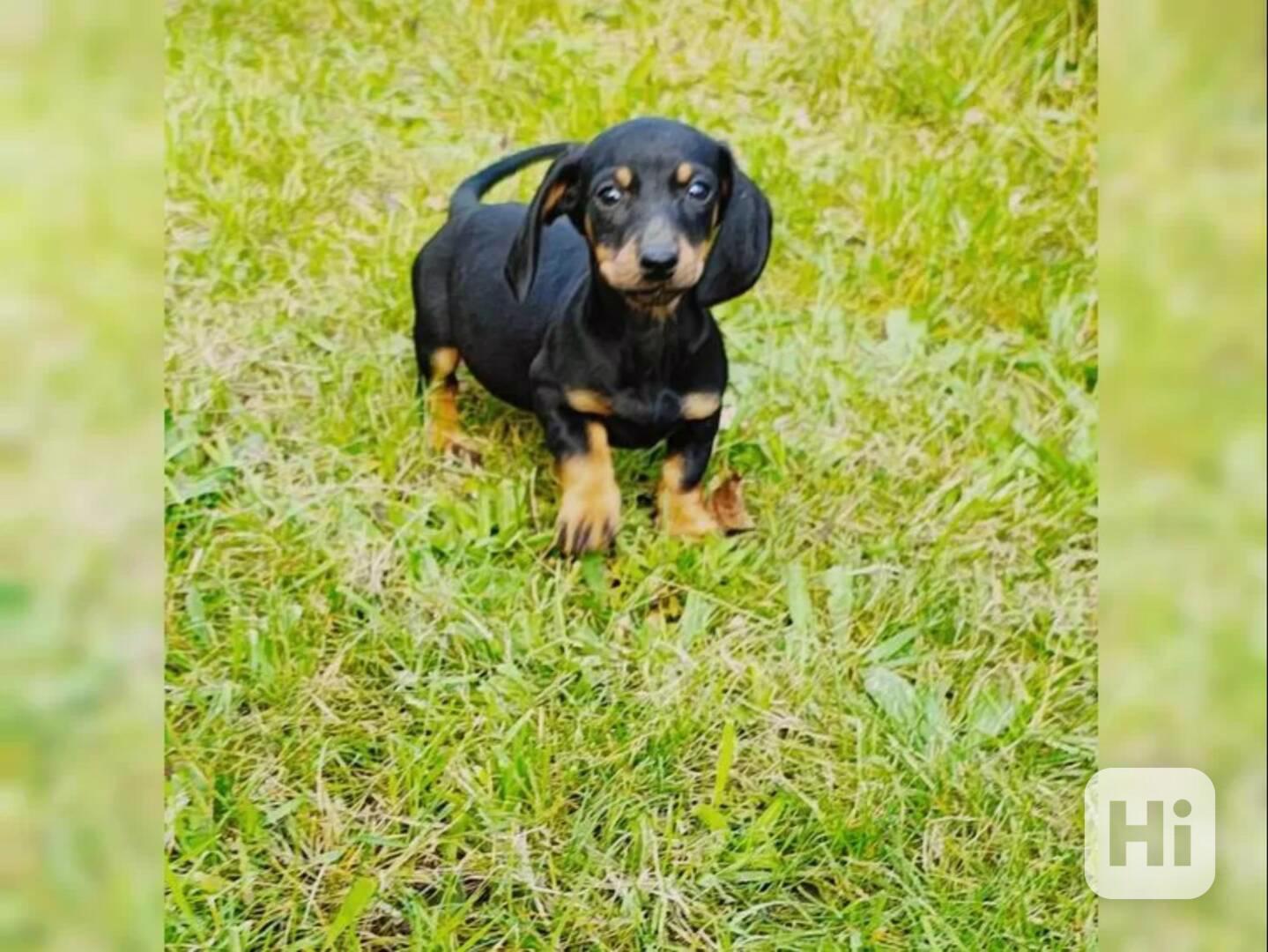 Jezevčík hladkosrstý bez PP - foto 1