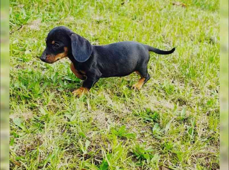 Jezevčík hladkosrstý bez PP - foto 2