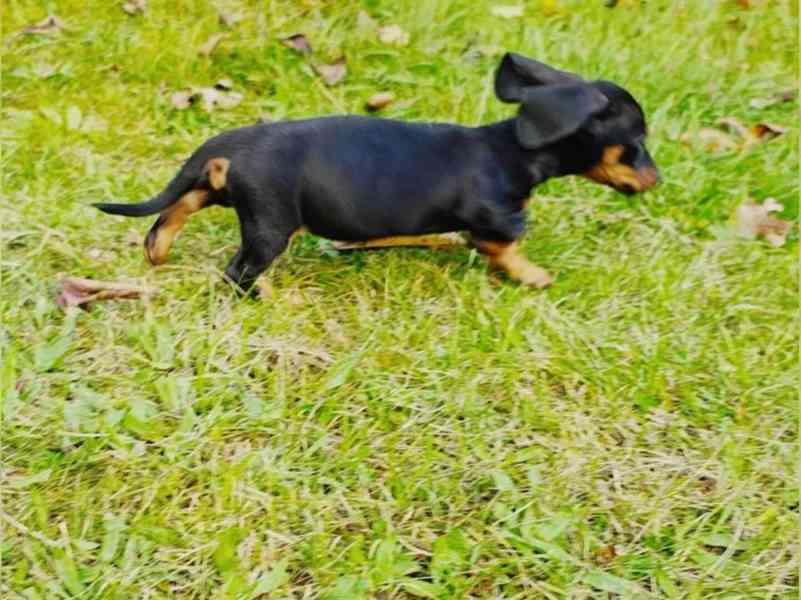 Jezevčík hladkosrstý bez PP - foto 3