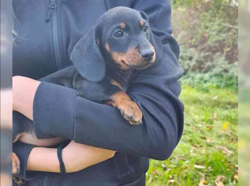 Jezevčík hladkosrstý bez PP - foto 4