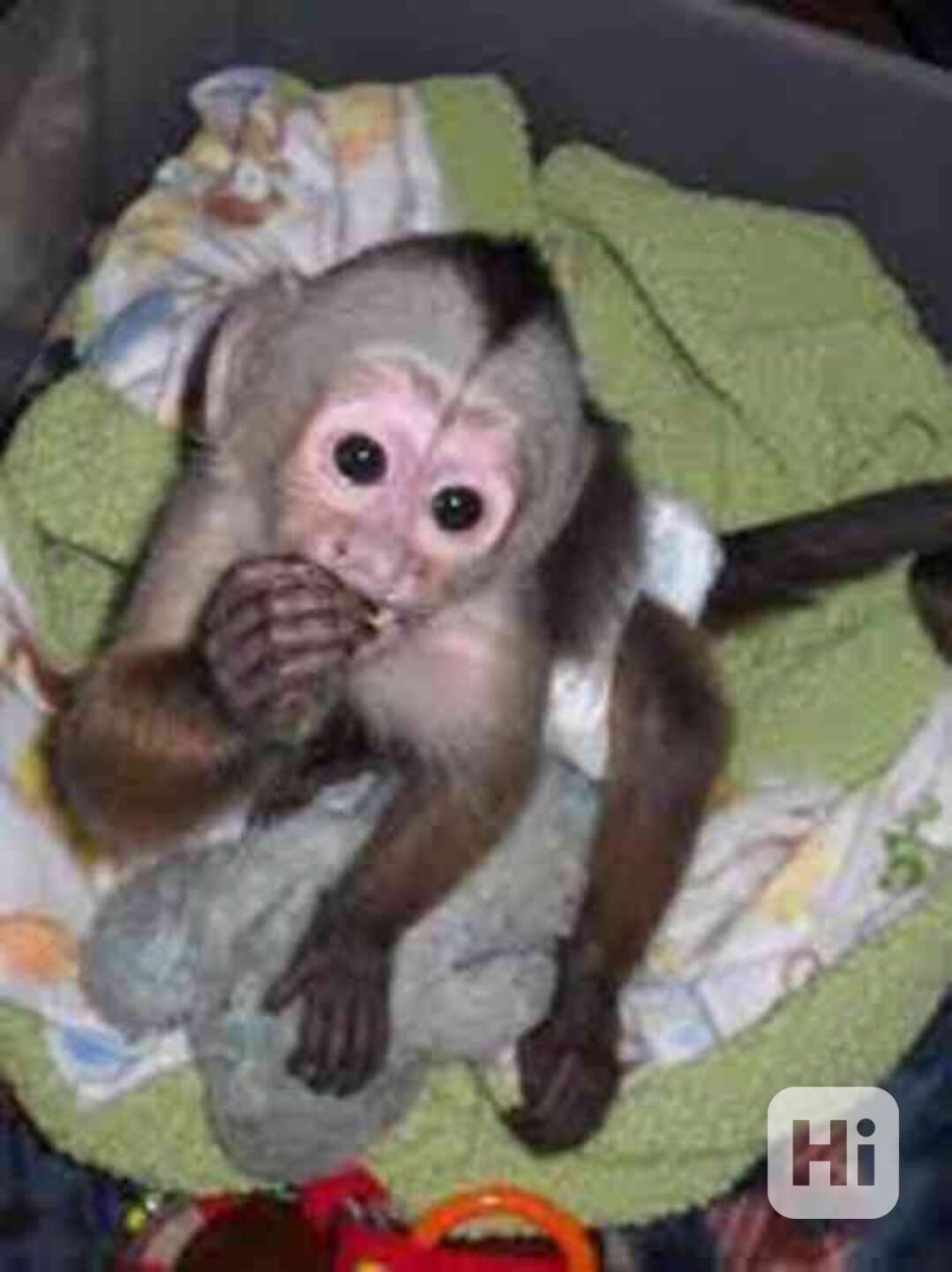 Zdravé opice kapucíny k adopci - foto 1