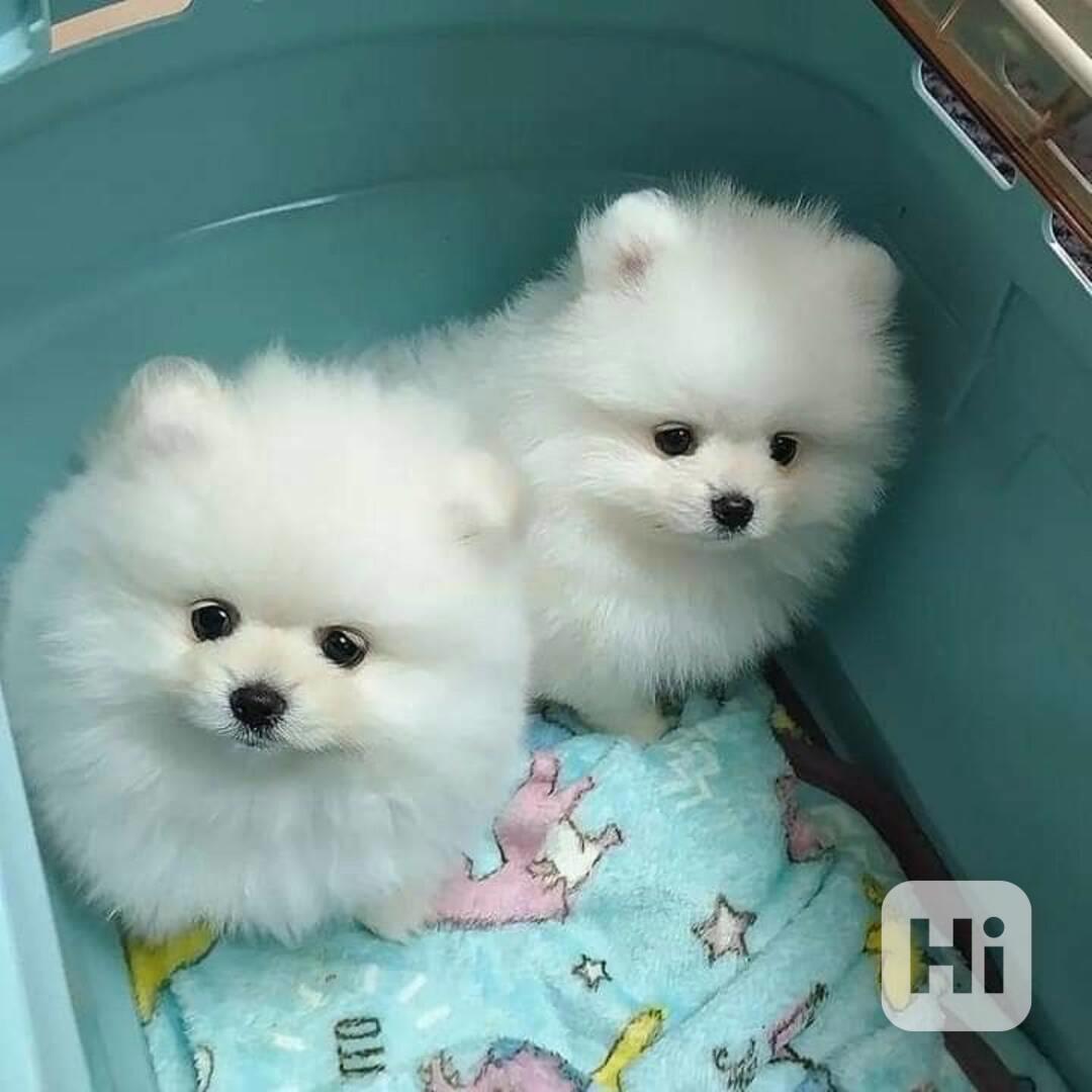 Štěňata čistokrevného pomeraniana k dispozici - foto 1