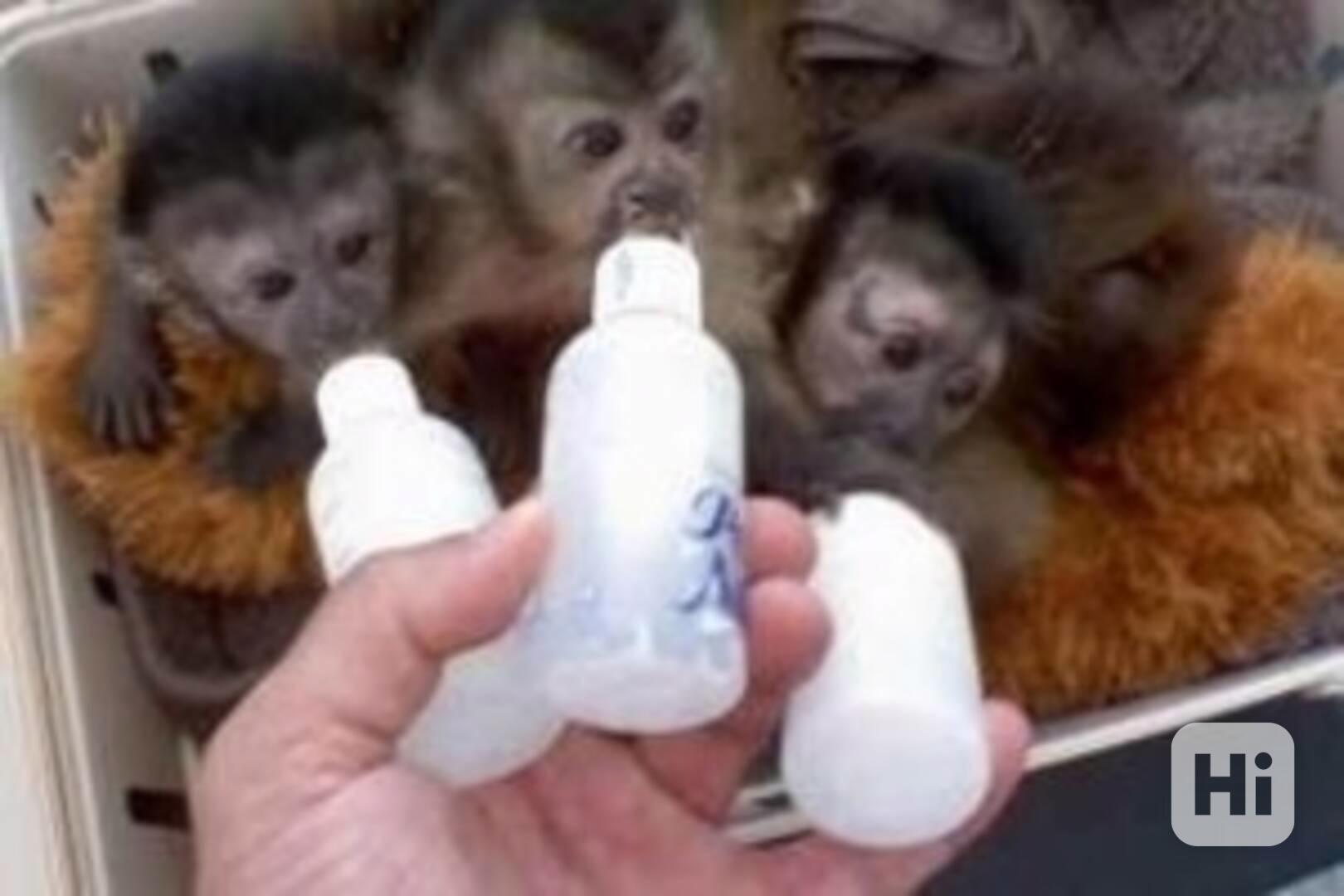 2 nádherná mláďata kapucínských opic - foto 1