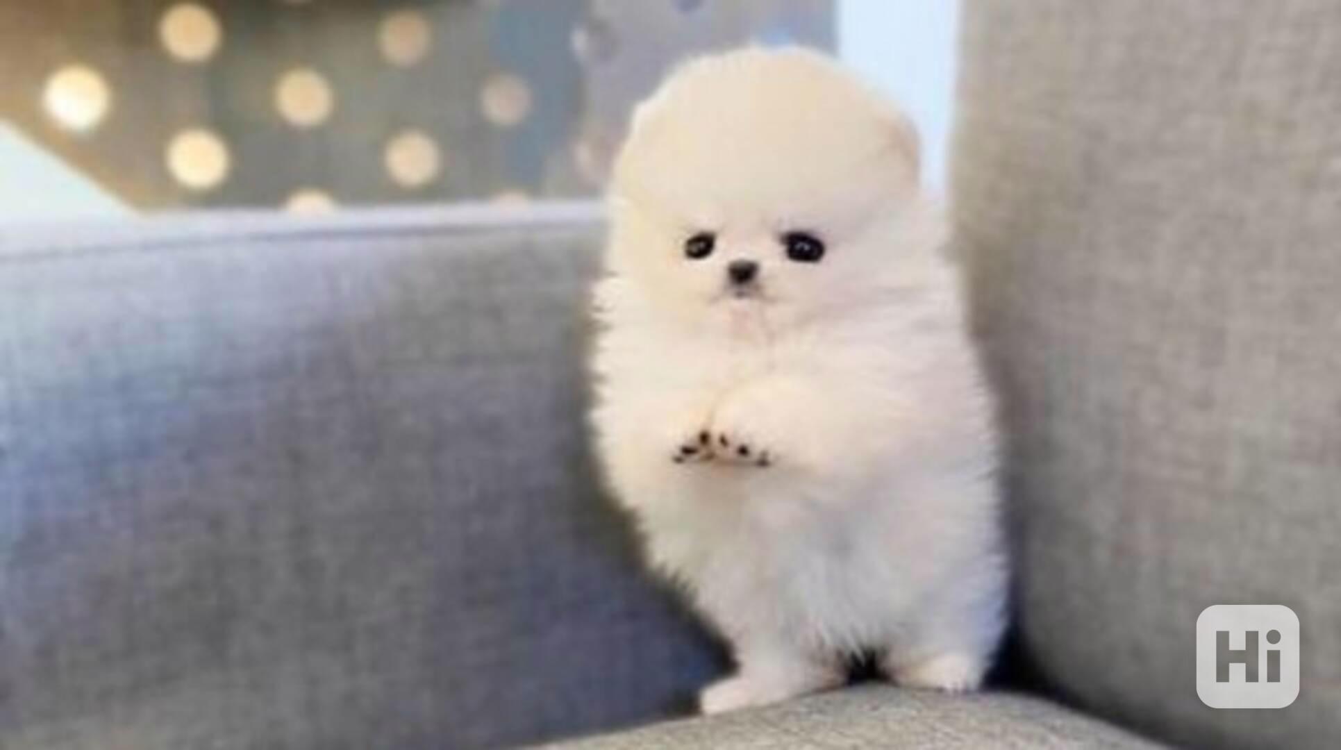 Nádherná štěňata pomeranianského černošského k Vánocům - foto 1