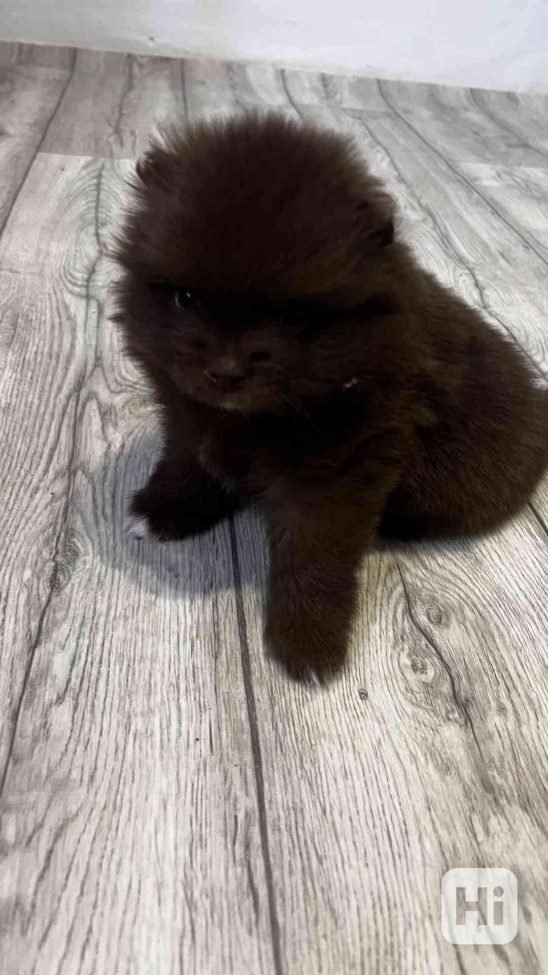 Štěňátka  - foto 1