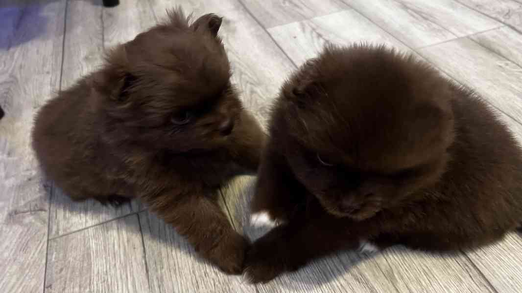 Štěňátka  - foto 3