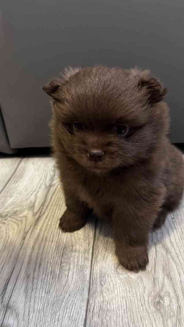 Štěňátka  - foto 2