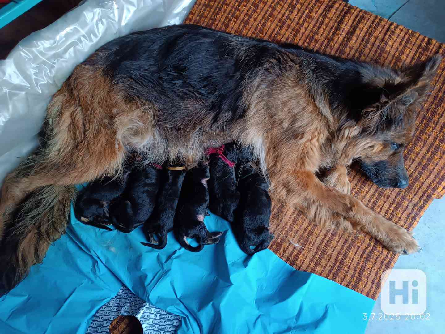 Nabídka štěňat německého ovčáka - foto 1