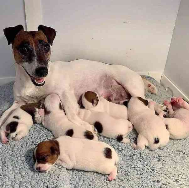 12 týdenní štěně jack russella k adopci zdarma   - foto 2