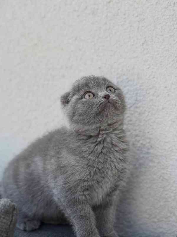 Wunderschönes Scottish-Fold-Kätzchen zu verkaufen - foto 1