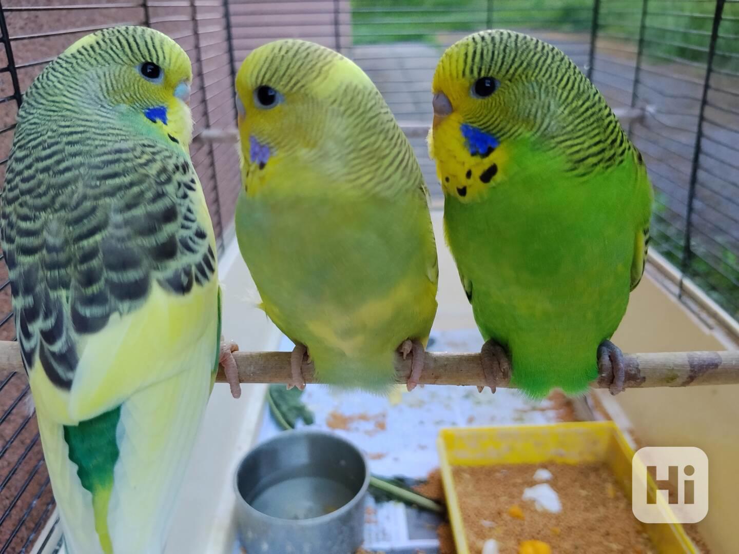 Letošní andulky, více druhů, barev, charakteru - foto 1