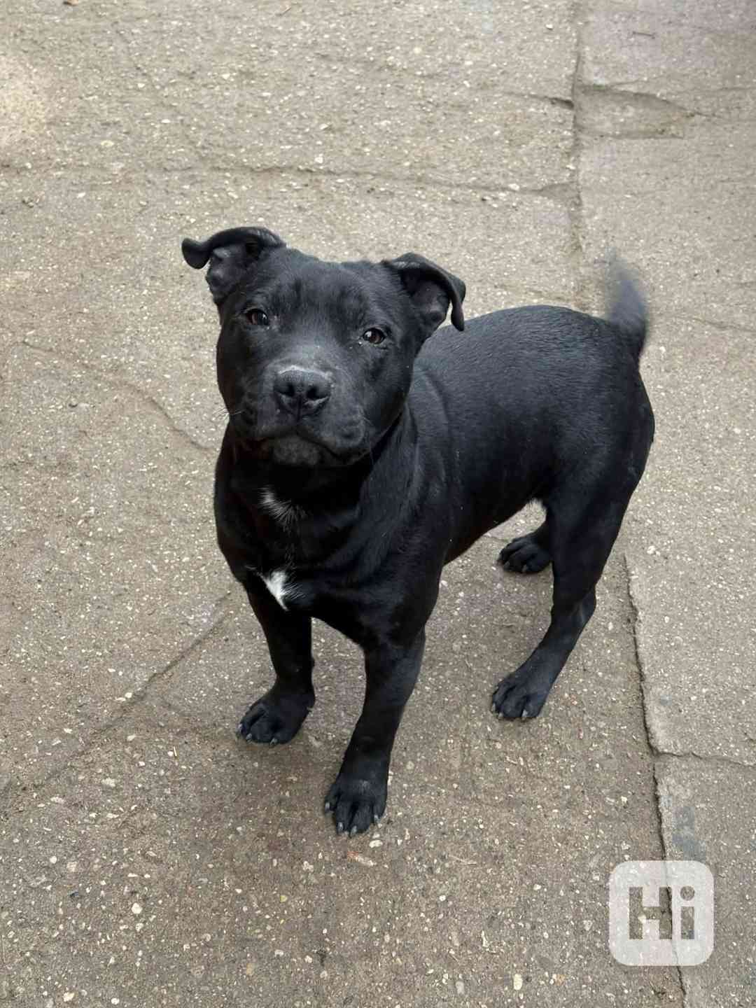 Stafordšírský bulteriér s pp mlady psik - foto 1