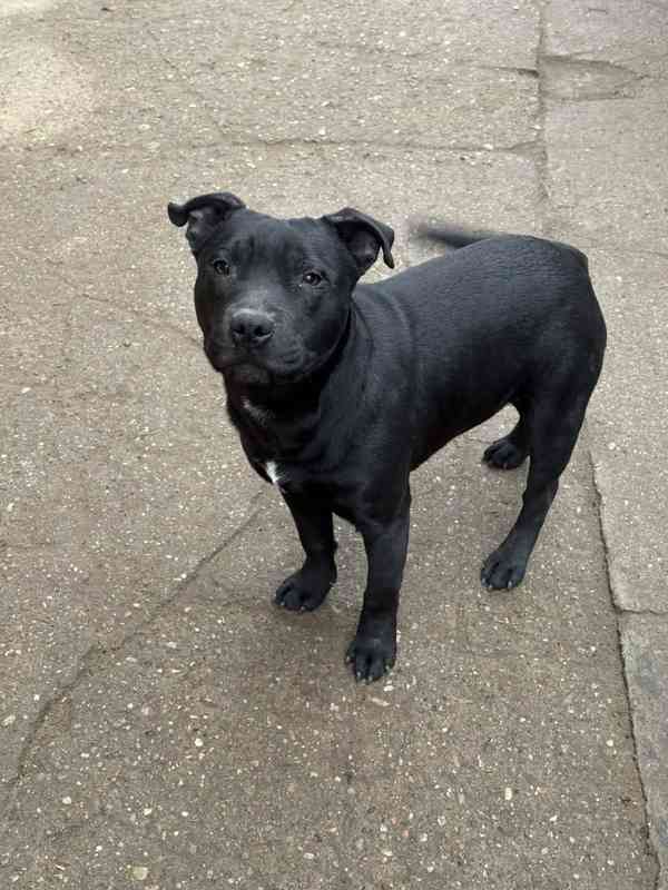 Stafordšírský bulteriér s pp mlady psik - foto 3