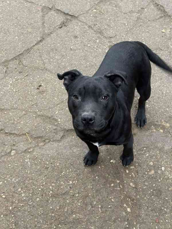 Stafordšírský bulteriér s pp mlady psik - foto 5