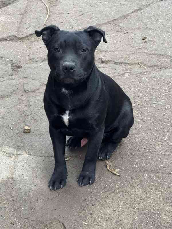 Stafordšírský bulteriér s pp mlady psik - foto 2