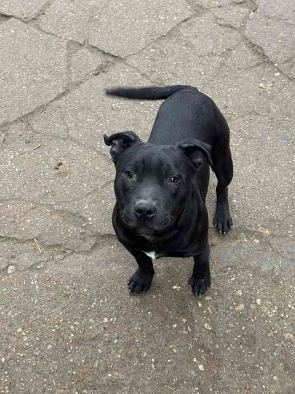 Stafordšírský bulteriér s pp mlady psik - foto 4